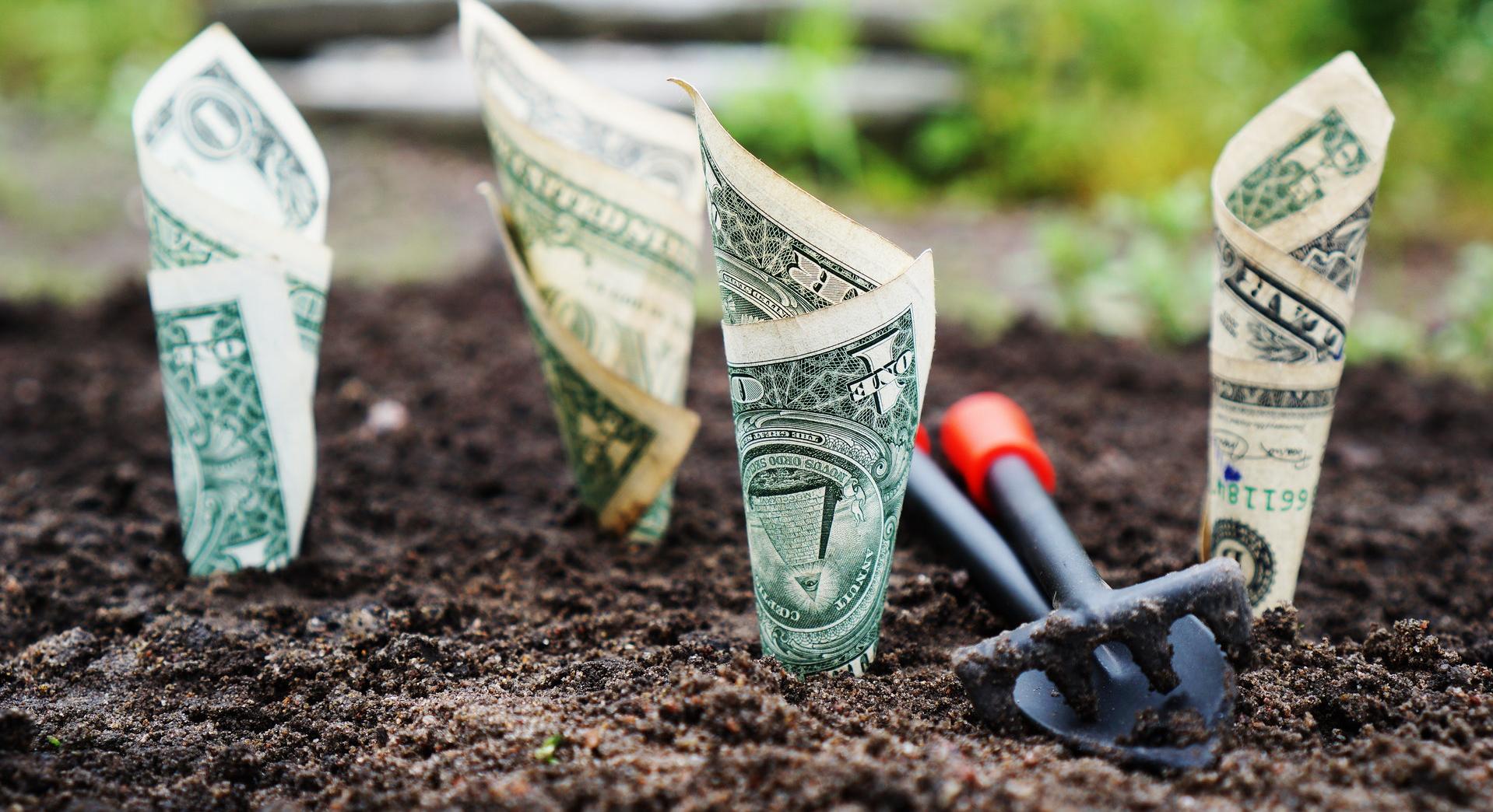 dollar bills rolled up and in garden looking like they are growing